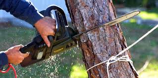 Best Tree and Shrub Care  in Hammond, WI