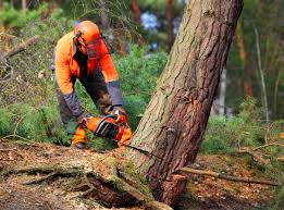 How Our Tree Care Process Works  in  Hammond, WI