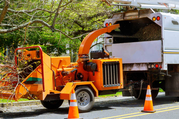 Best Storm Damage Tree Cleanup  in Hammond, WI