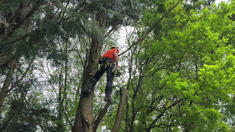 Best Arborist Consultation Services  in Hammond, WI