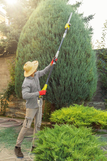 Best Palm Tree Trimming  in Hammond, WI