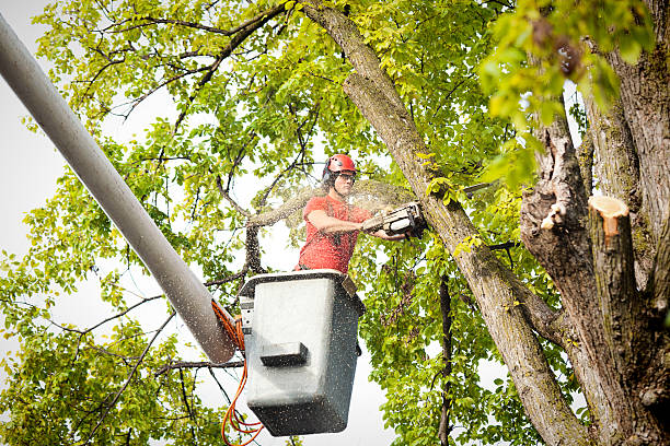 Best Tree Risk Assessment  in Hammond, WI