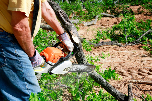  Hammond, WI Tree Services Pros